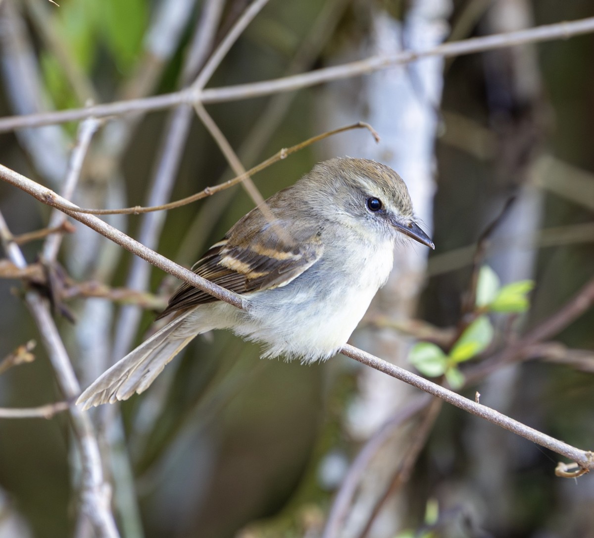 Fuscous Flycatcher - ML644268734
