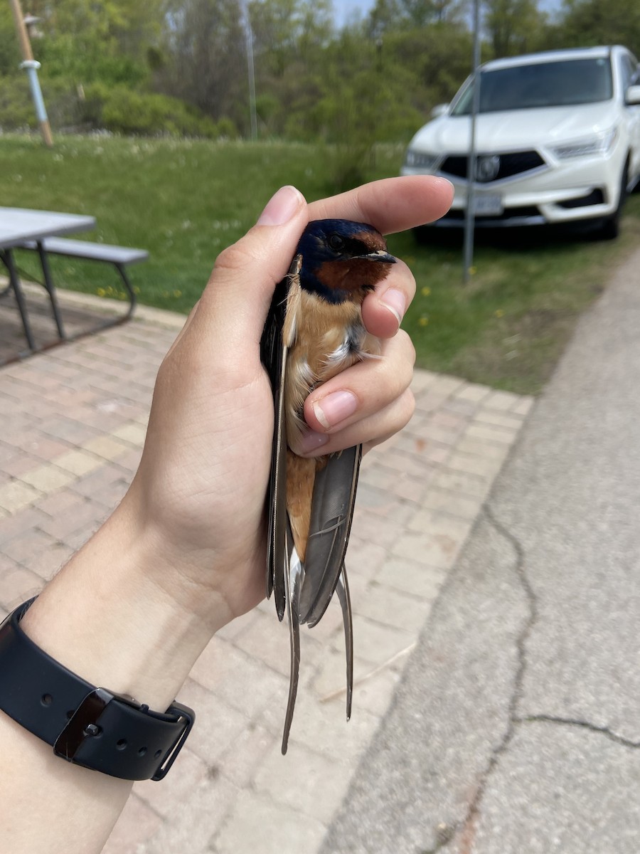 Асрын хараацай - ML644268741