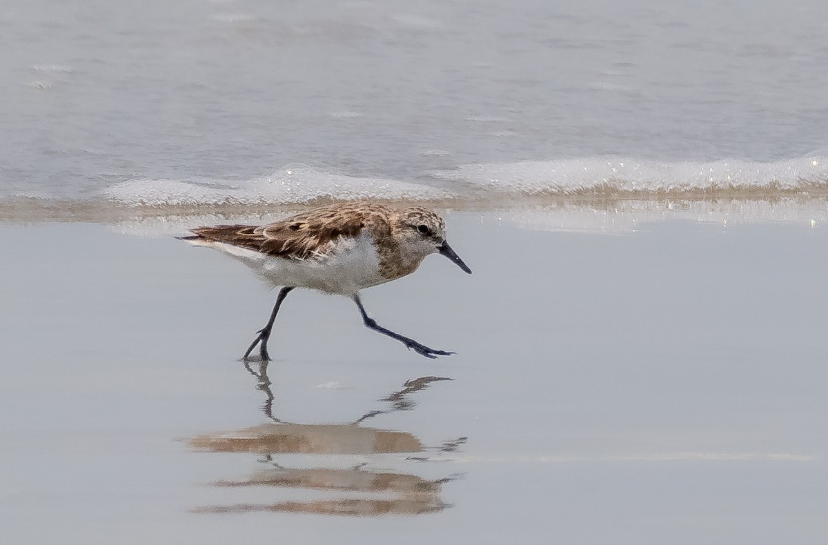 Red-necked Stint - ML644268744