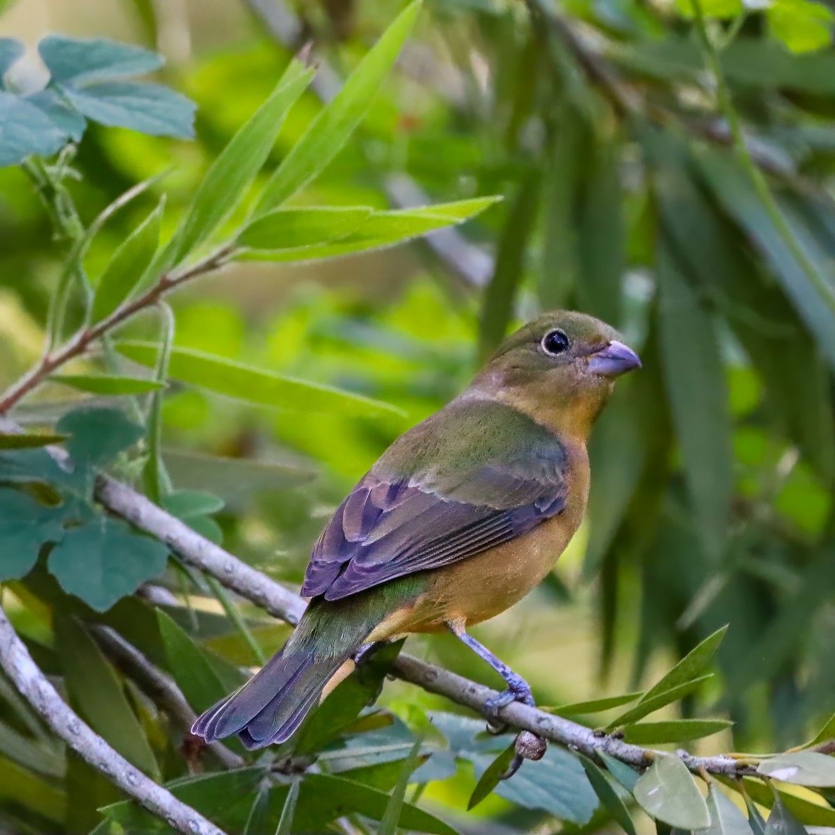 Papstfink - ML644268753