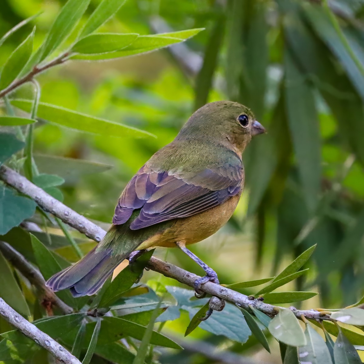 Papstfink - ML644268755