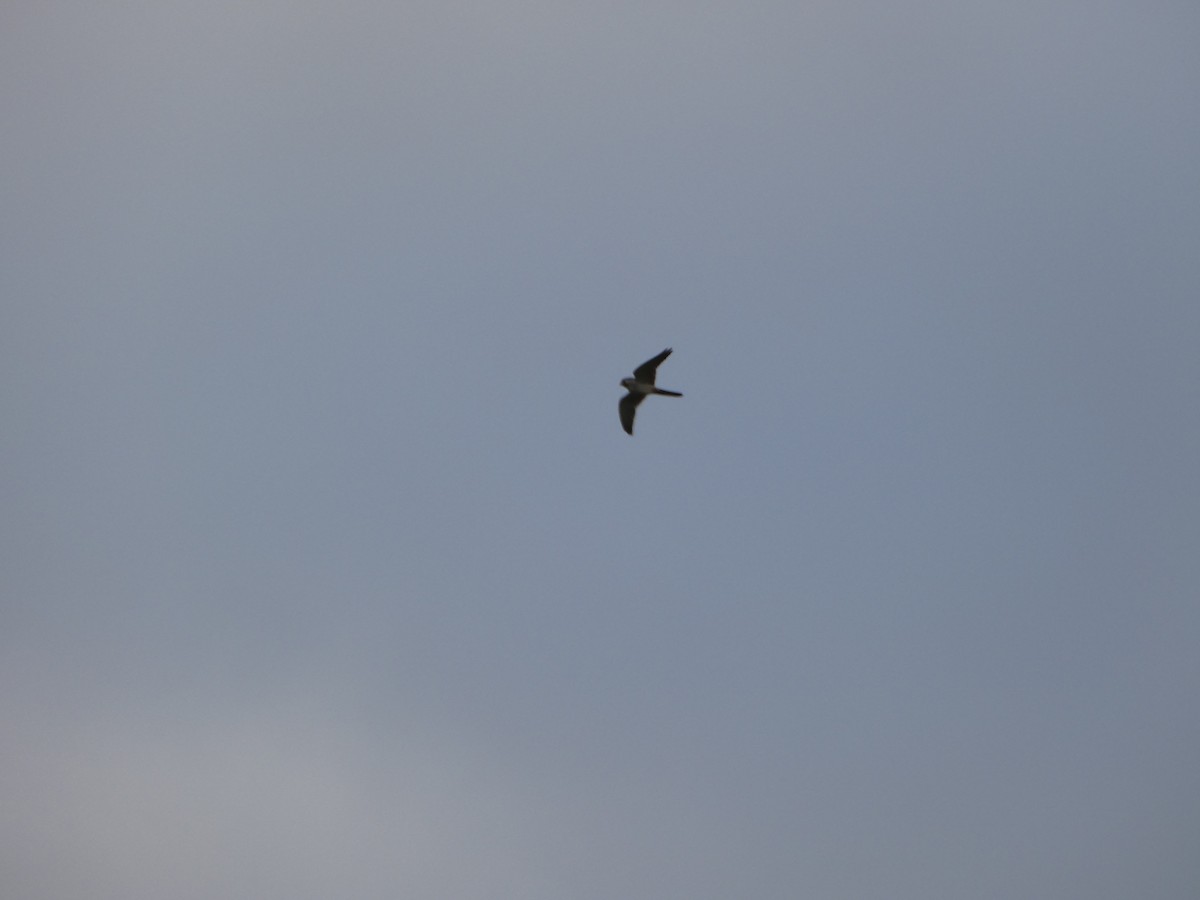 Nankeen Kestrel - ML644268756