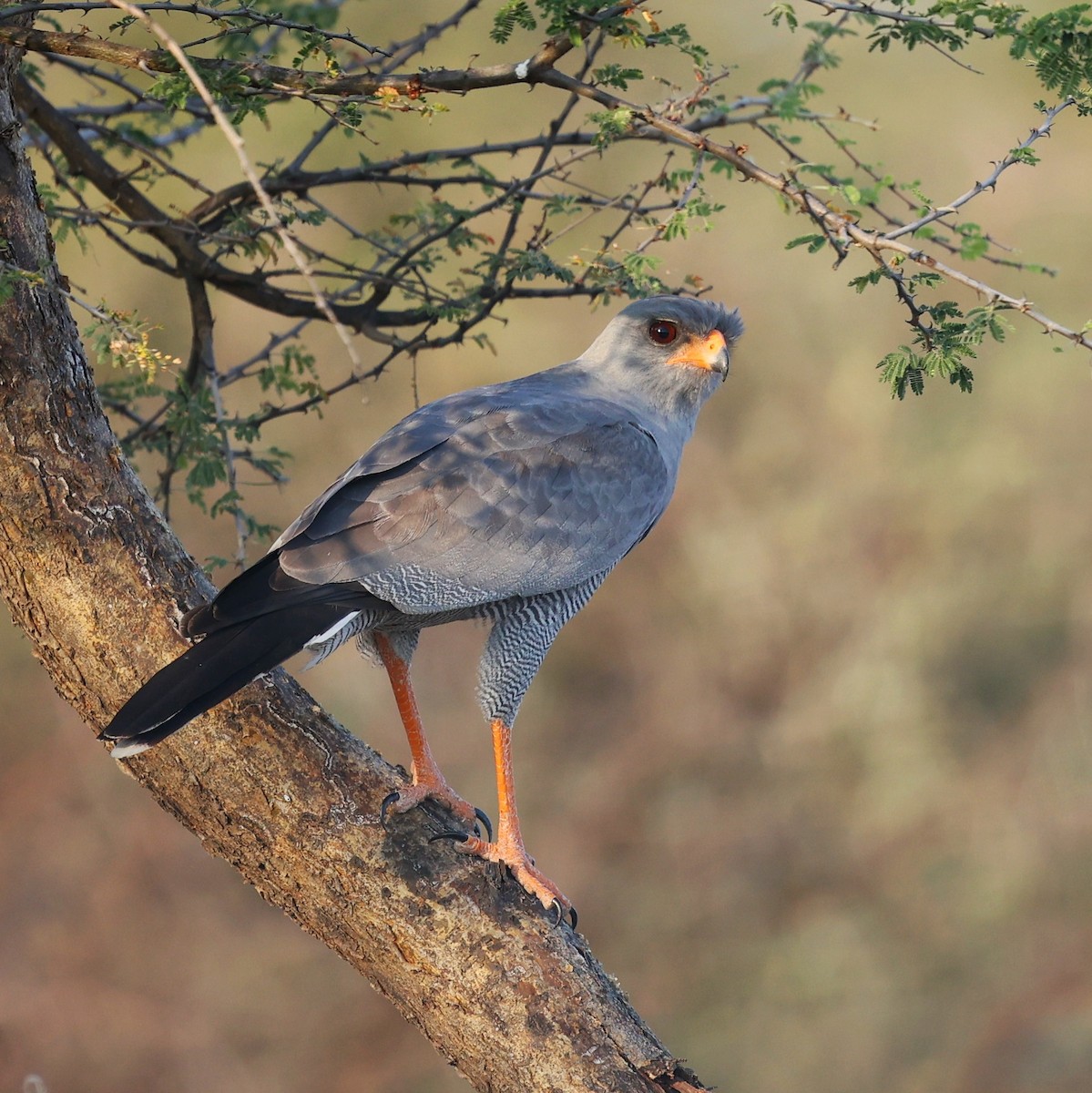 Dark Chanting-Goshawk - ML644268757