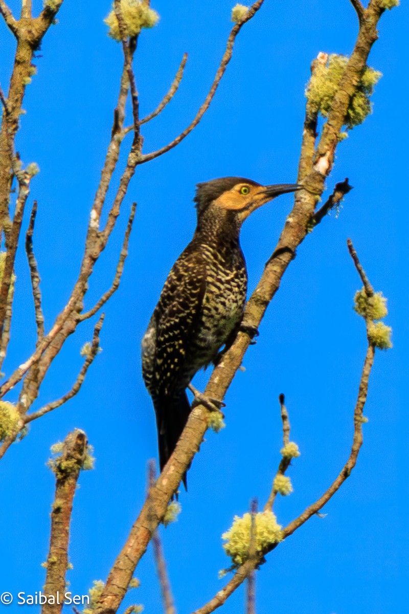 Chilean Flicker - ML644268761