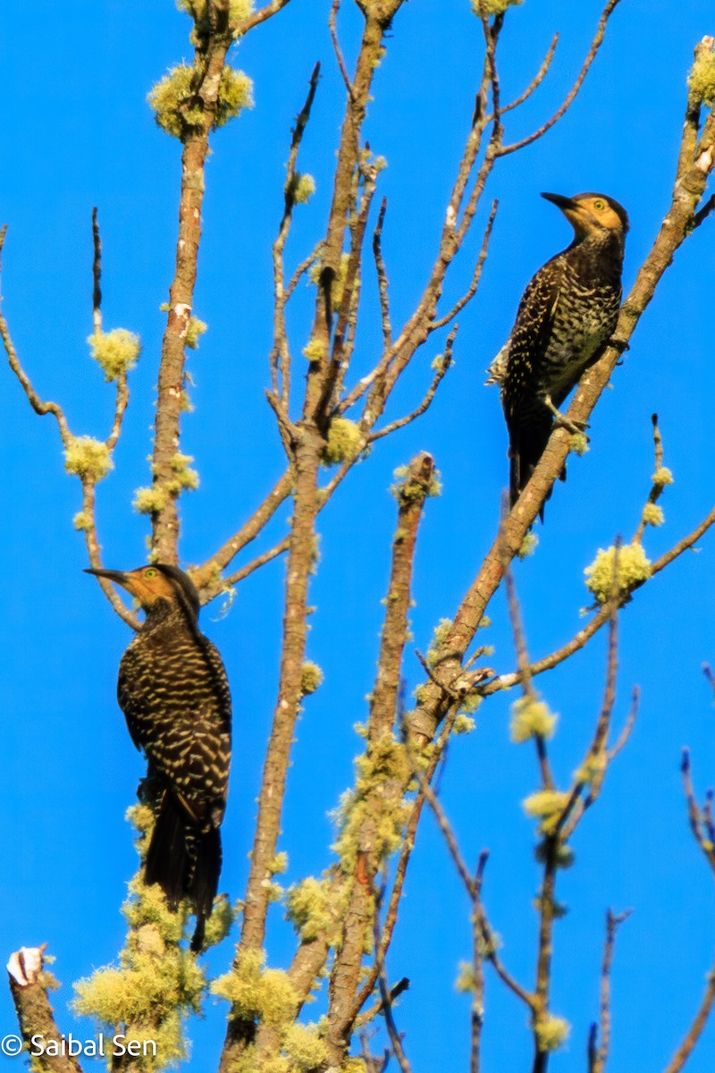 Chilean Flicker - ML644268763