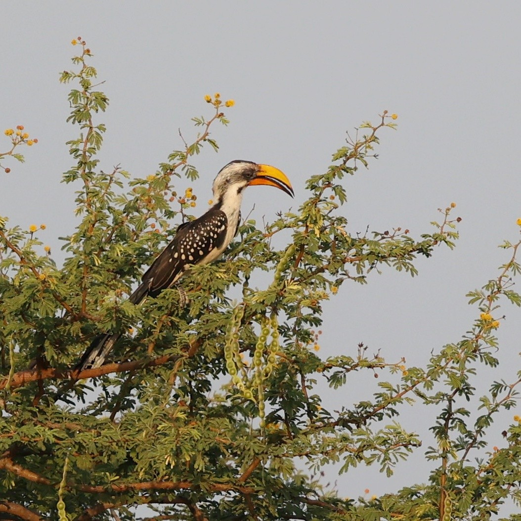 Toco Piquigualdo Norteño - ML644268768