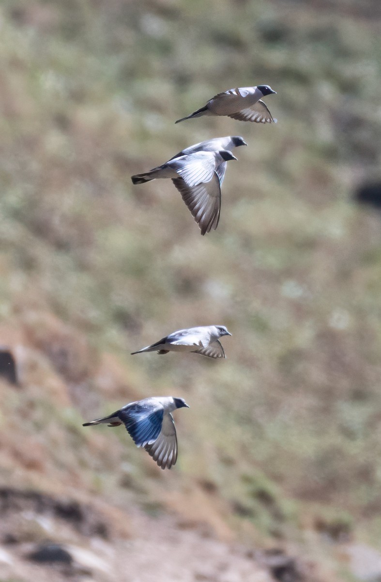 holub sněžný - ML644268769