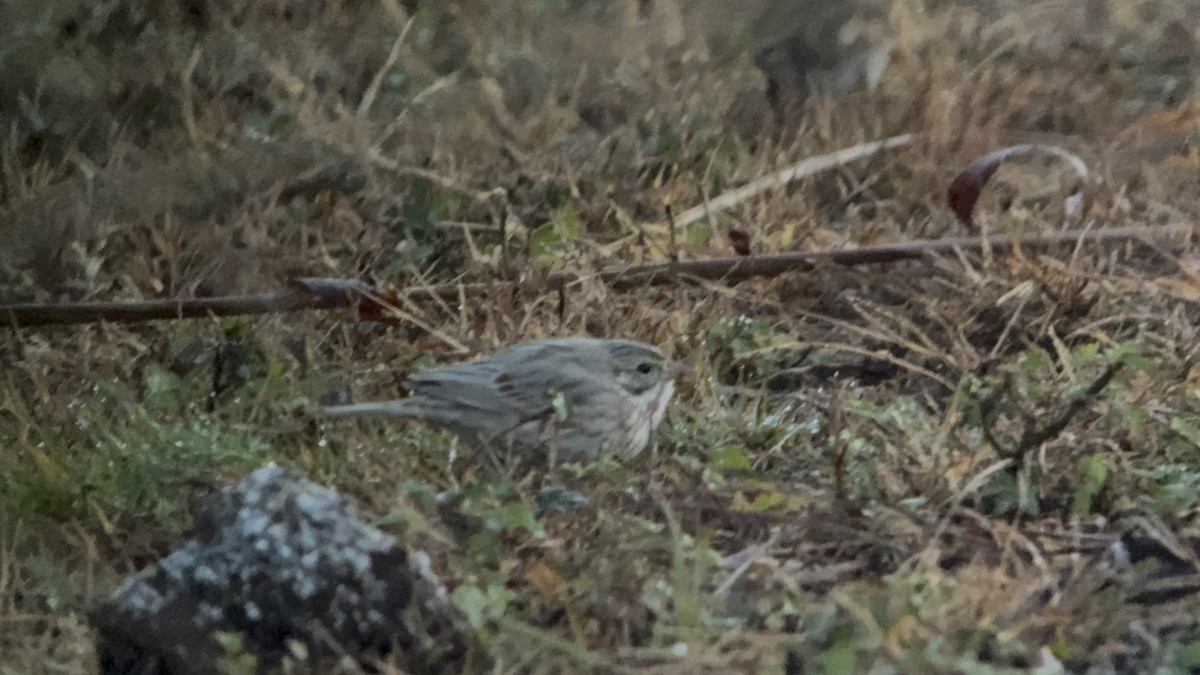 稀樹草鵐(princeps) - ML644268770