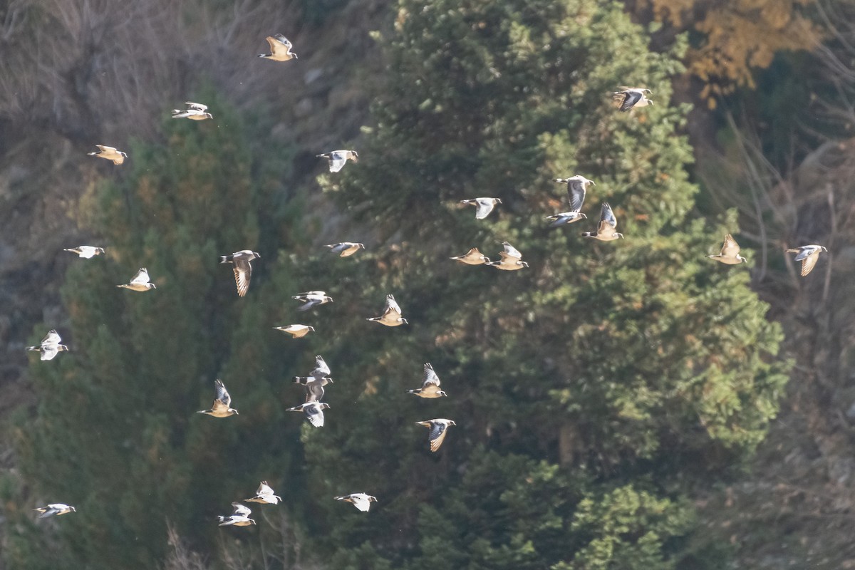 holub sněžný - ML644268771