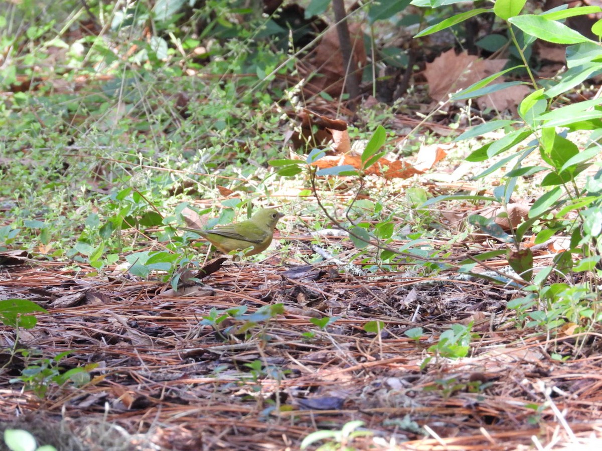 Papstfink - ML644268772