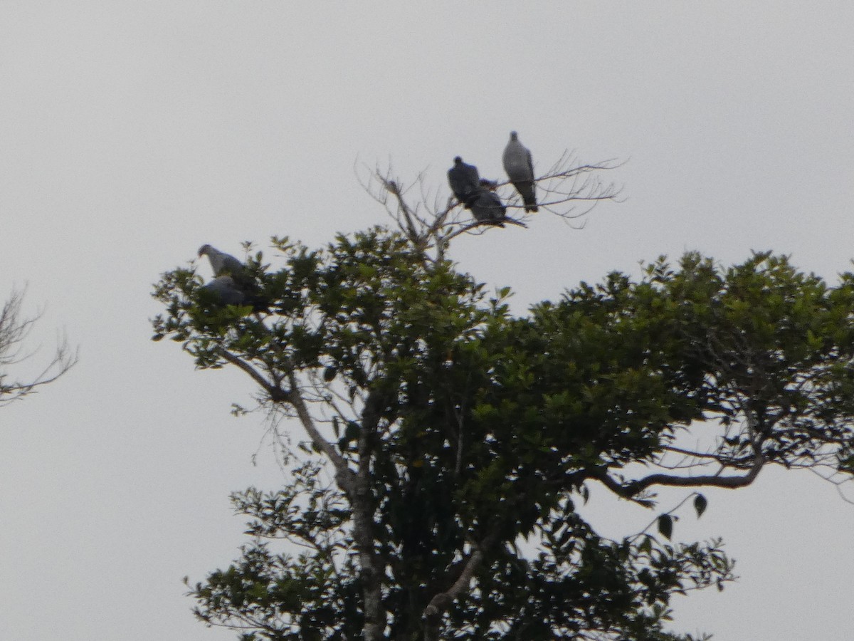 parykkdue - ML644268782