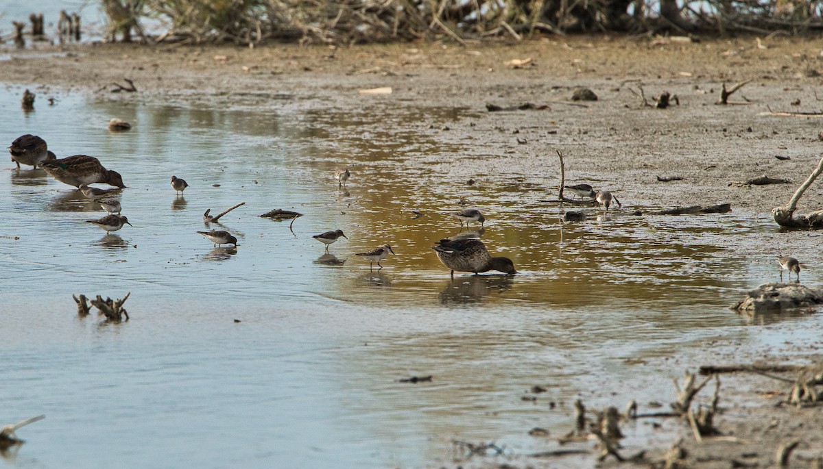 ヨーロッパトウネン - ML644268790