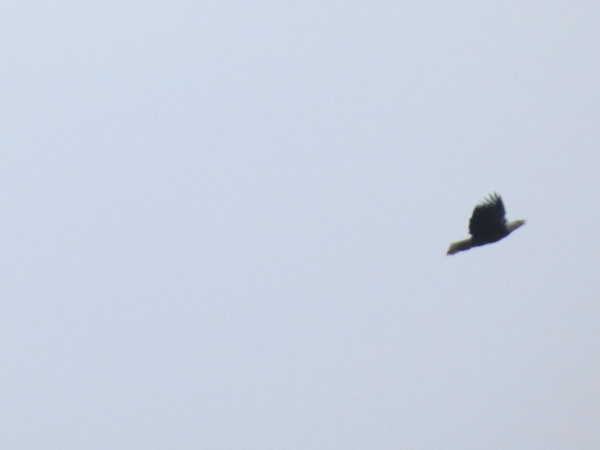 Bald Eagle - ML644268791