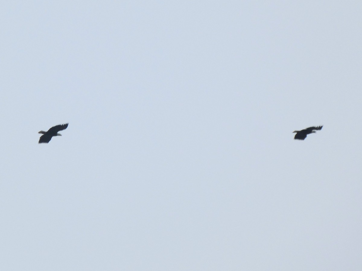 Bald Eagle - ML644268792