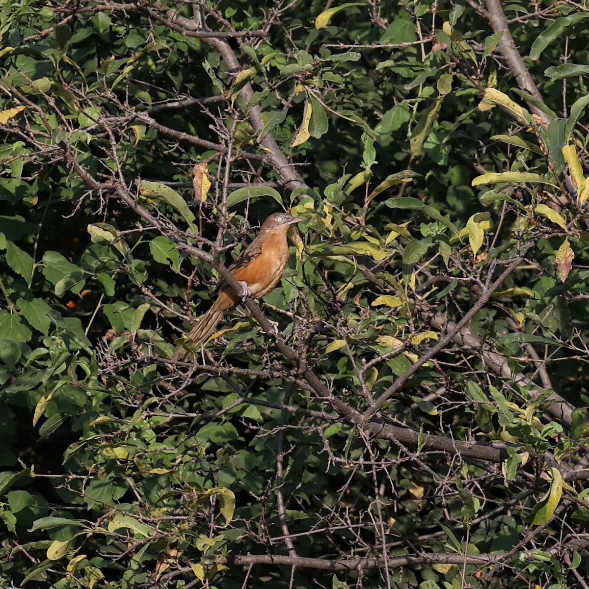 Rufous Chatterer - ML644268794