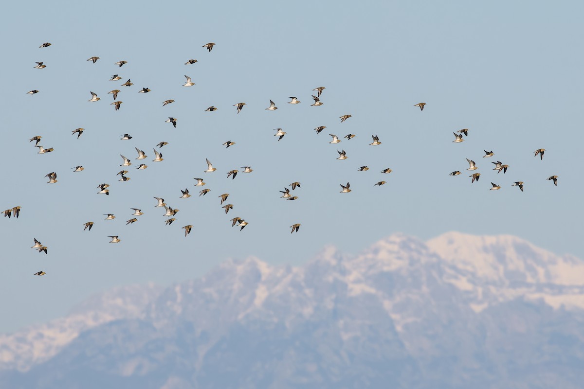 European Golden-Plover - ML644268797
