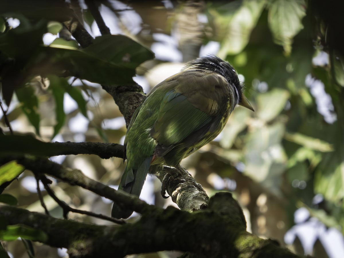 Great Barbet - ML644268834
