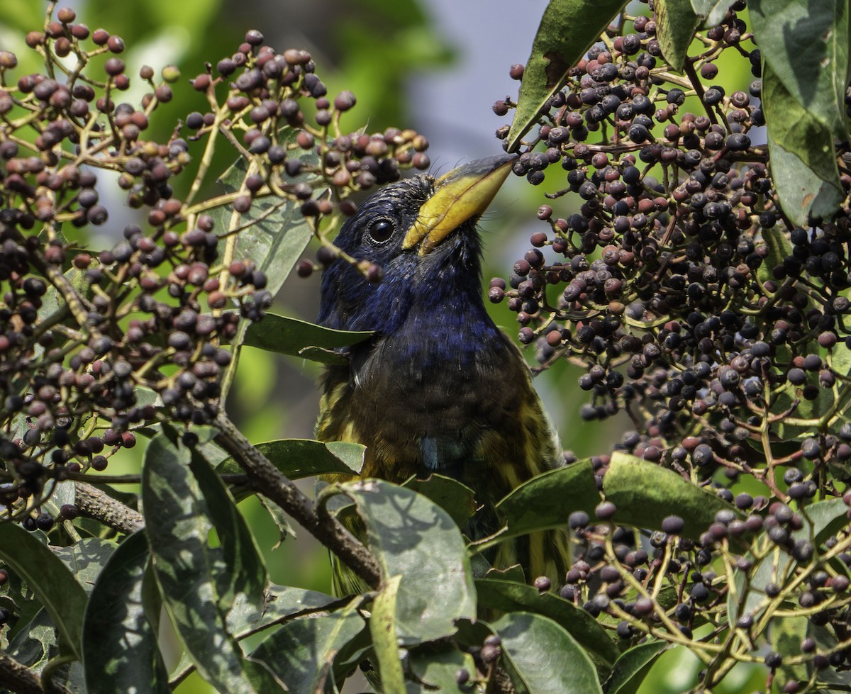 Great Barbet - ML644268835