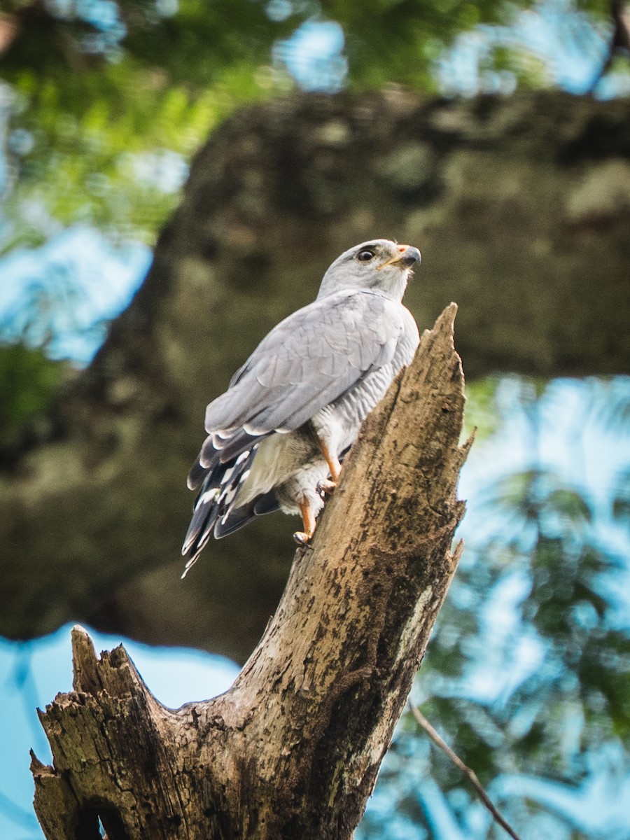 nordgråvåk - ML644268836