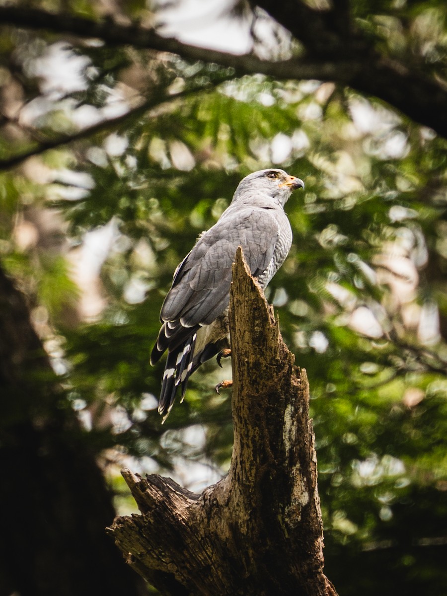 nordgråvåk - ML644268837