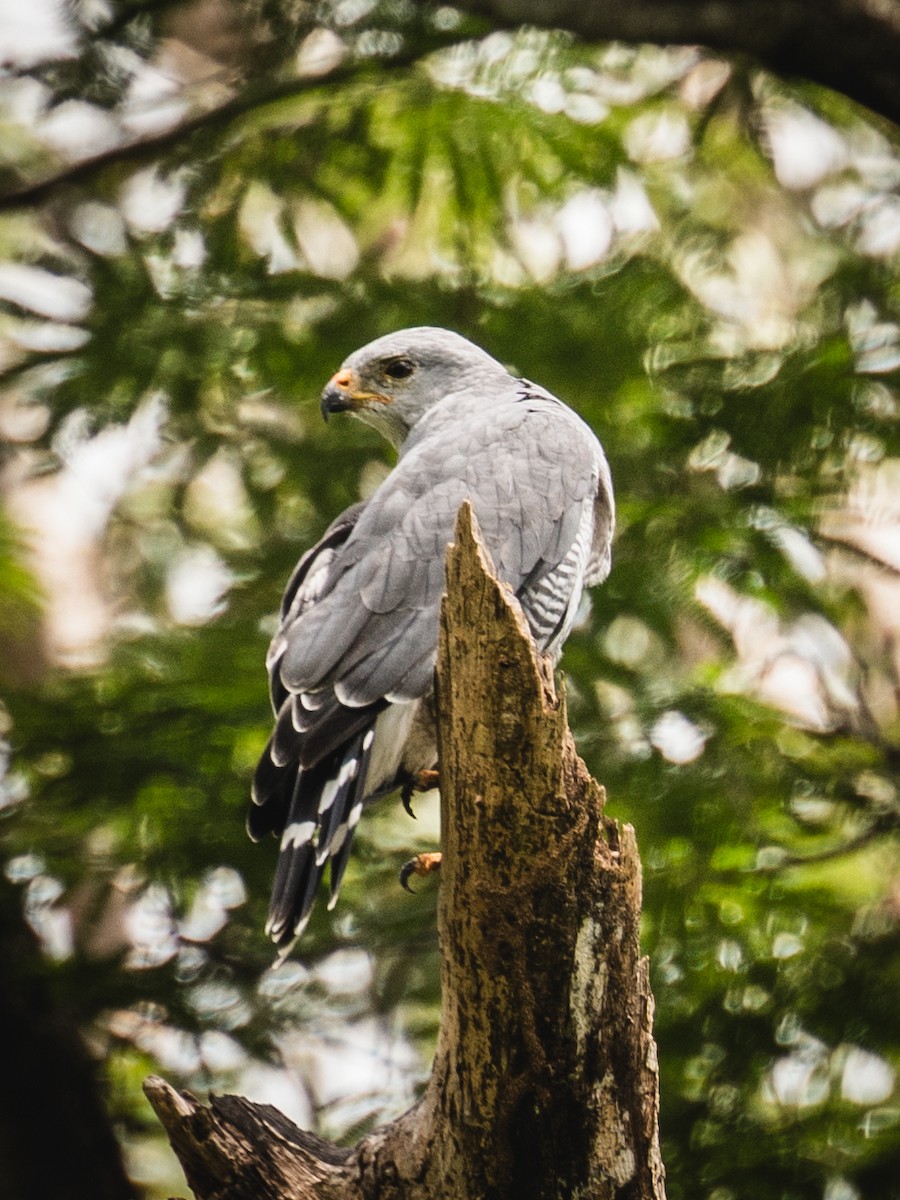 nordgråvåk - ML644268838