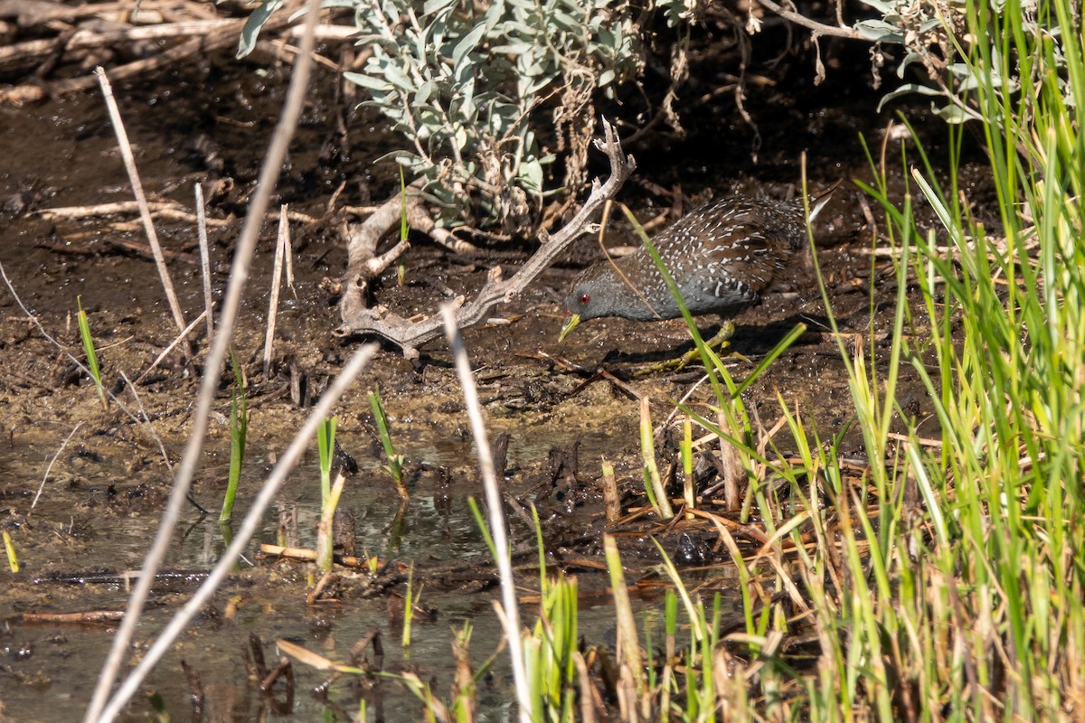 ミナミヒメクイナ - ML644268848