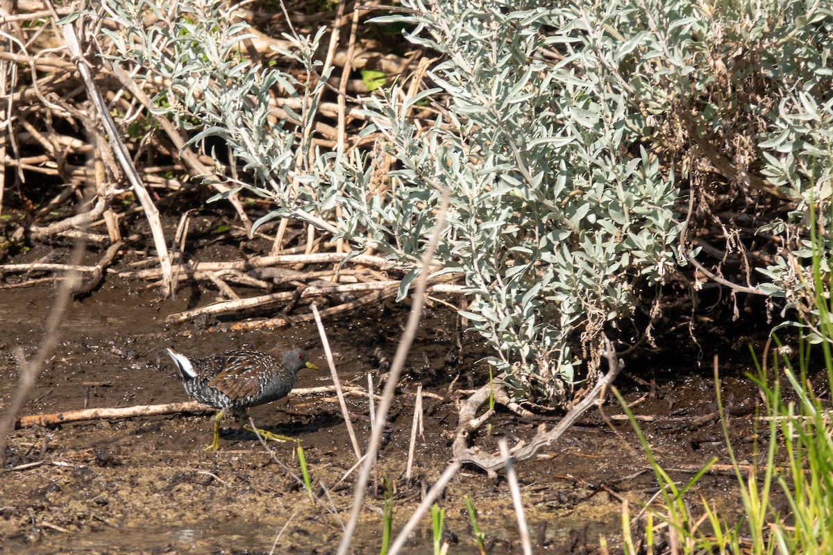 ミナミヒメクイナ - ML644268849