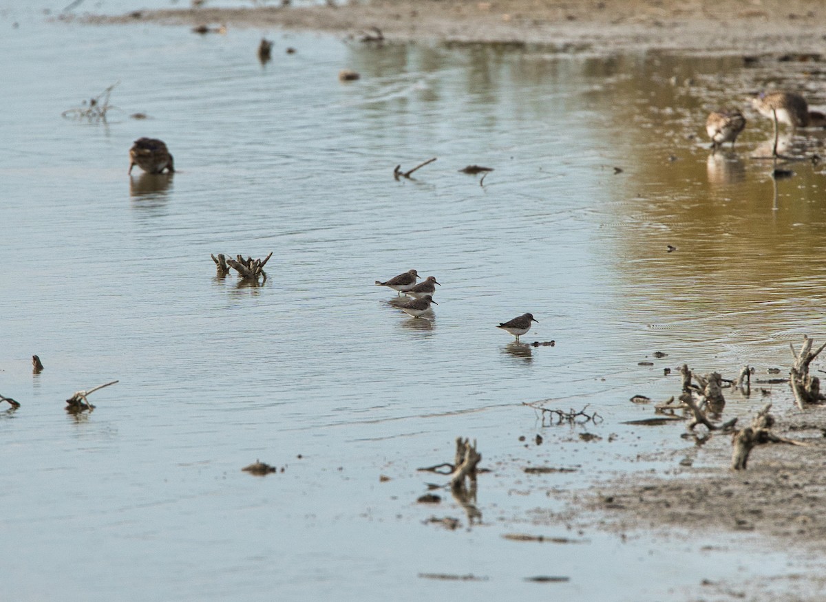 Bécasseau de Temminck - ML644268858