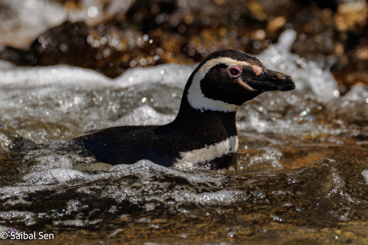 Magellanic Penguin - ML644268860