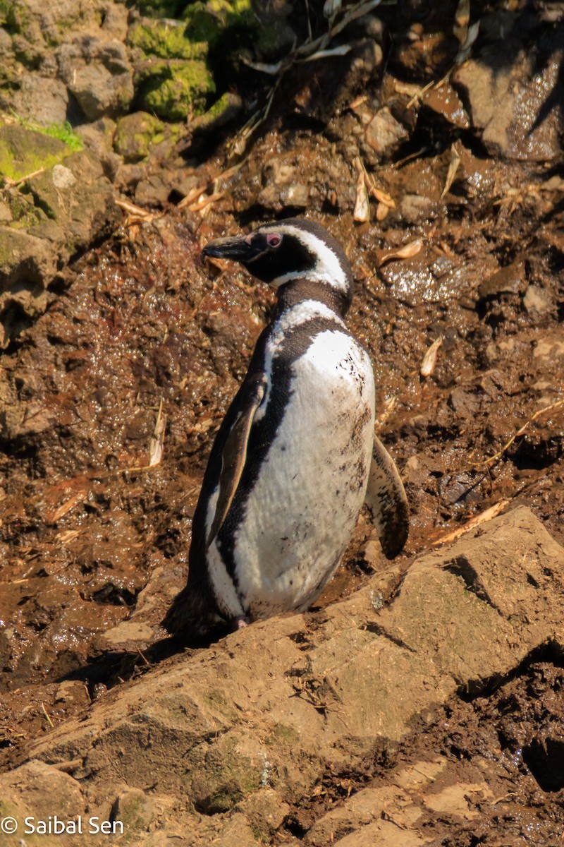 Magellanic Penguin - ML644268861