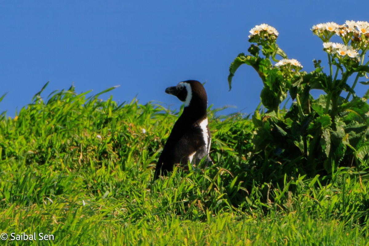 Magellanic Penguin - ML644268862