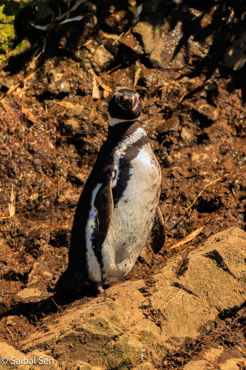 Magellanic Penguin - ML644268863