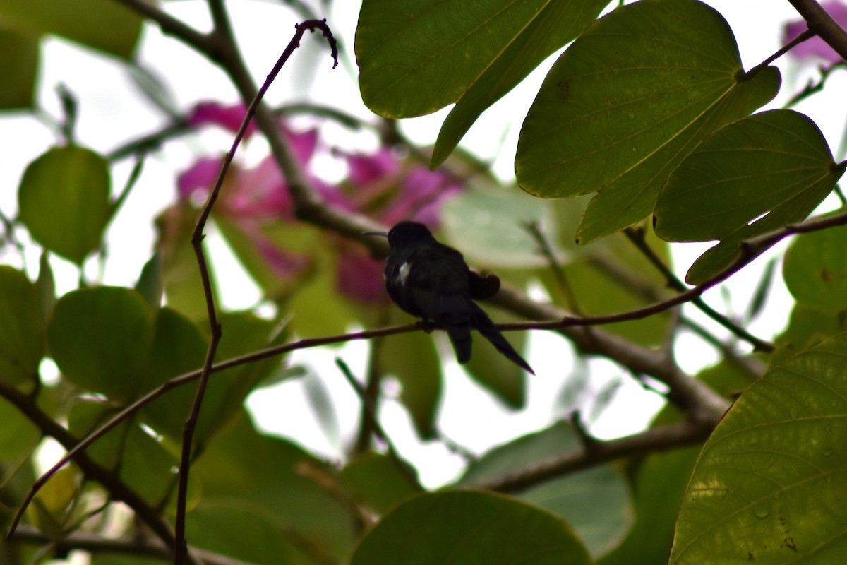 ツバメハチドリ - ML644268869