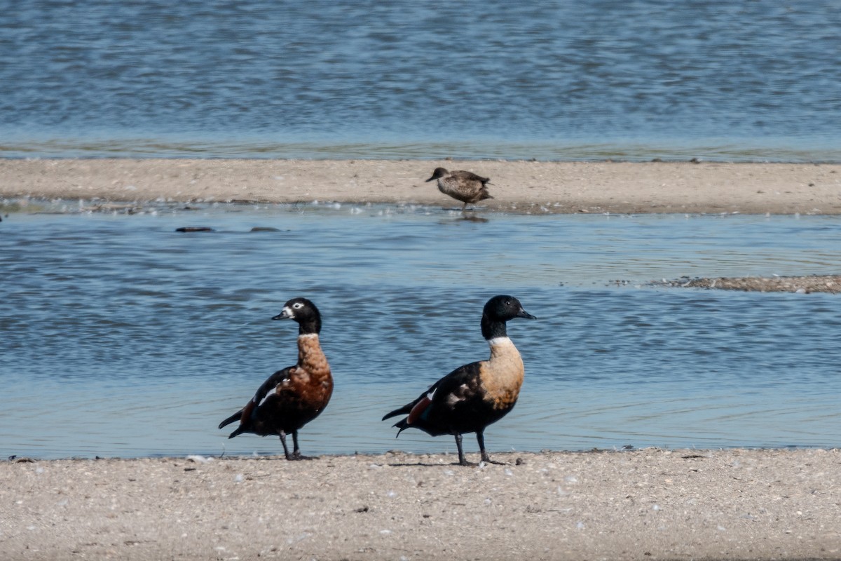 Tadorne d'Australie - ML644268893