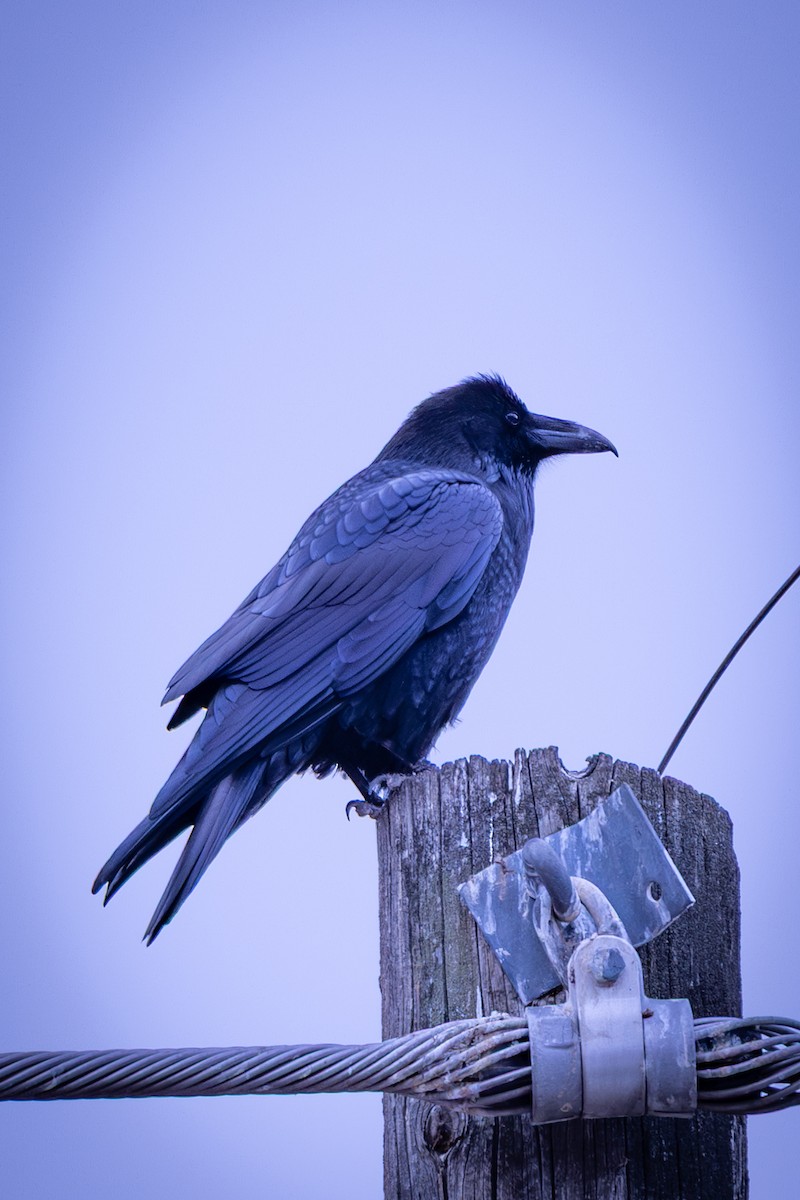 Cuervo Grande - ML644268917