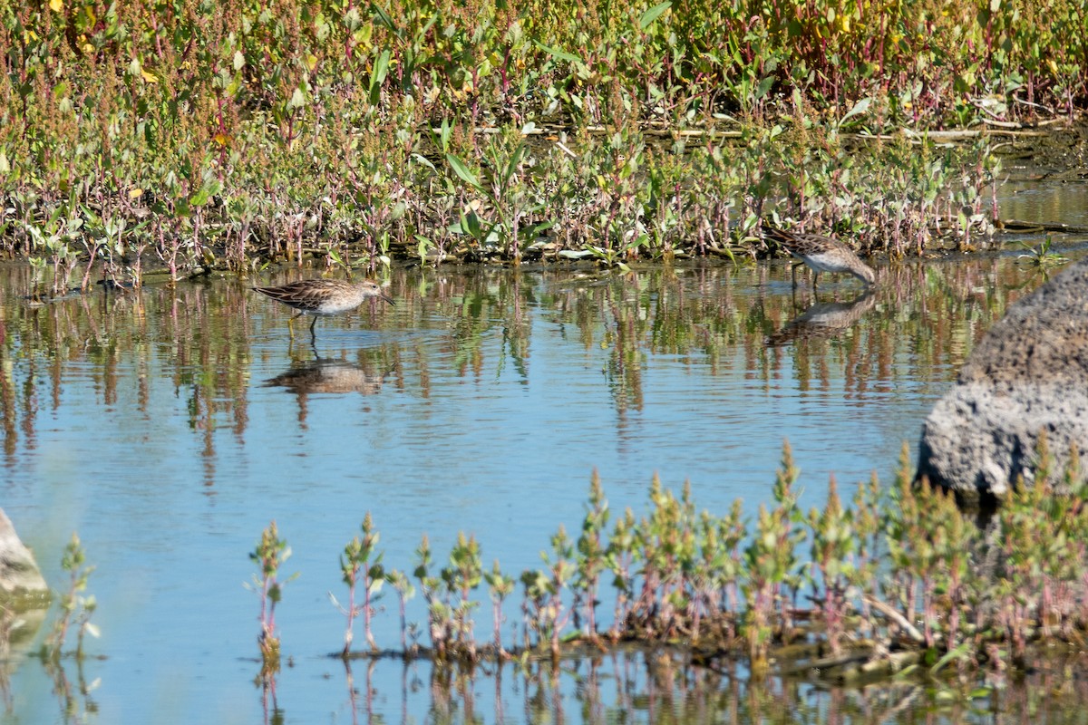 Сүүл элсэг - ML644268918