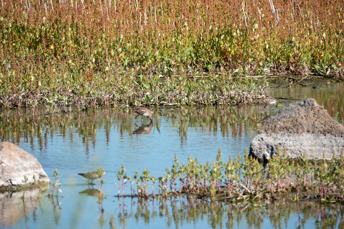 Сүүл элсэг - ML644268919