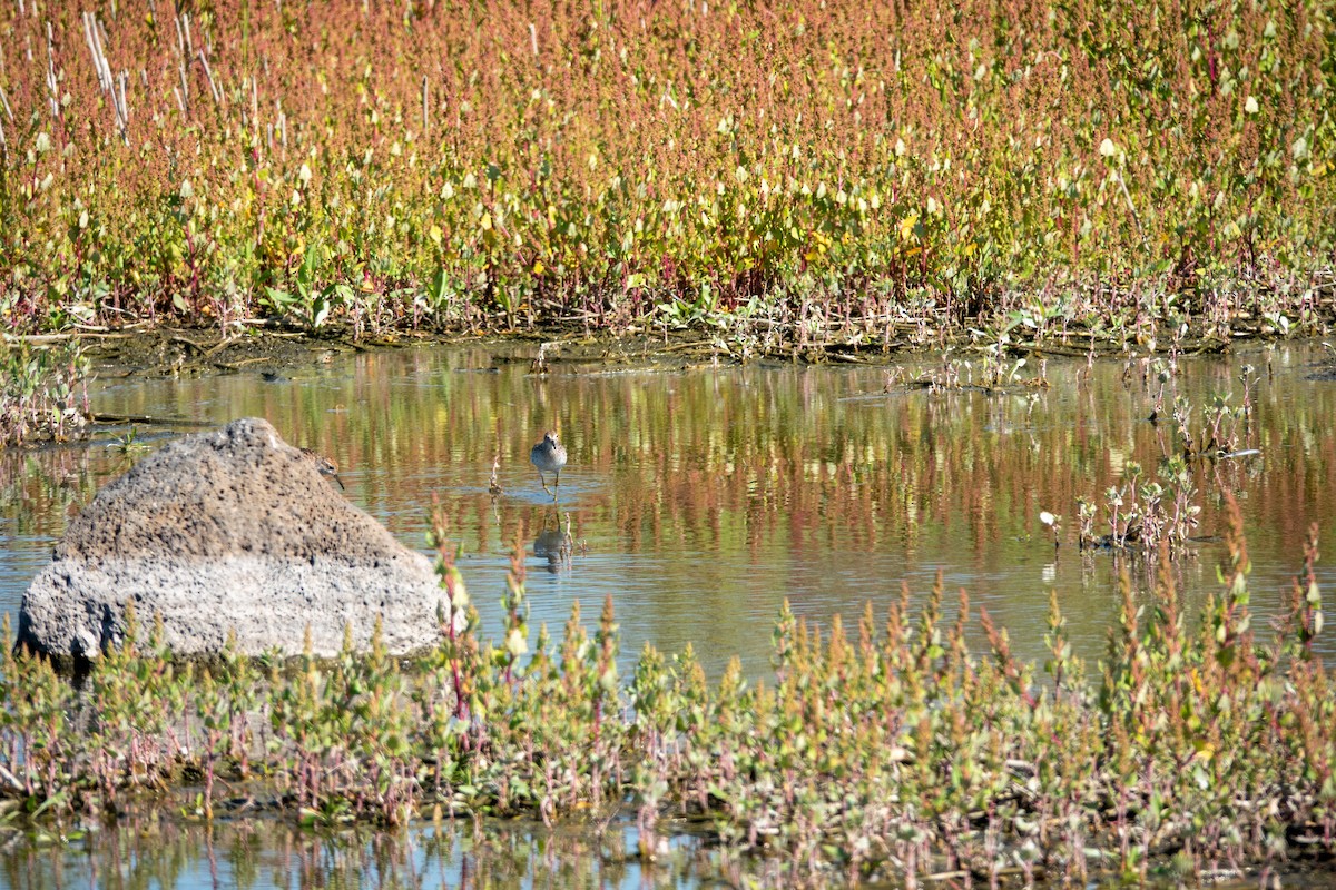 Сүүл элсэг - ML644268920