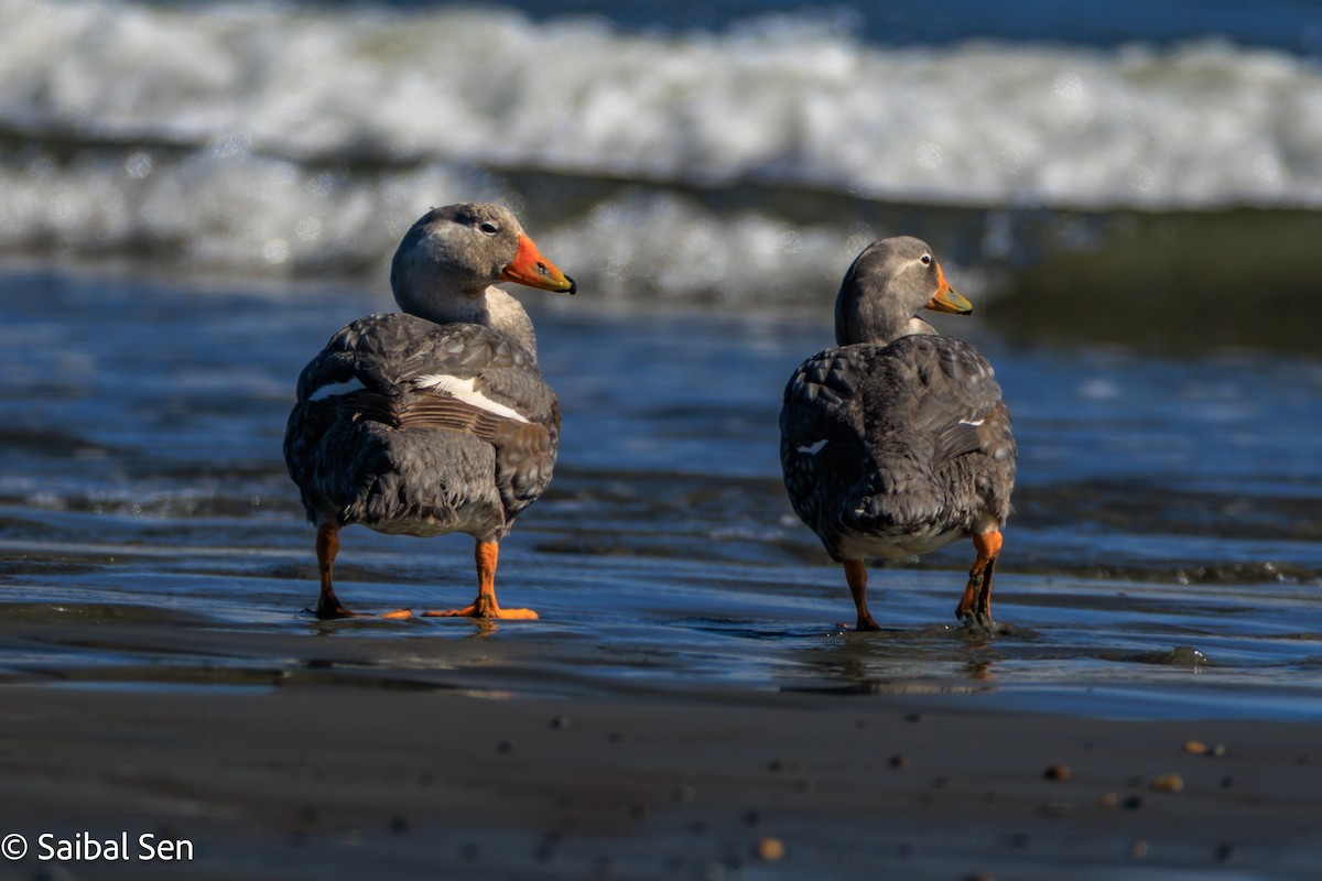 オオフナガモ - ML644268948