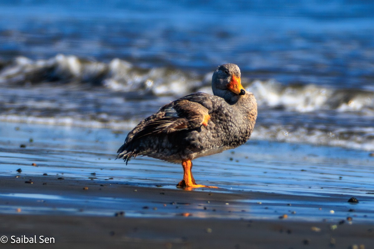 オオフナガモ - ML644268951