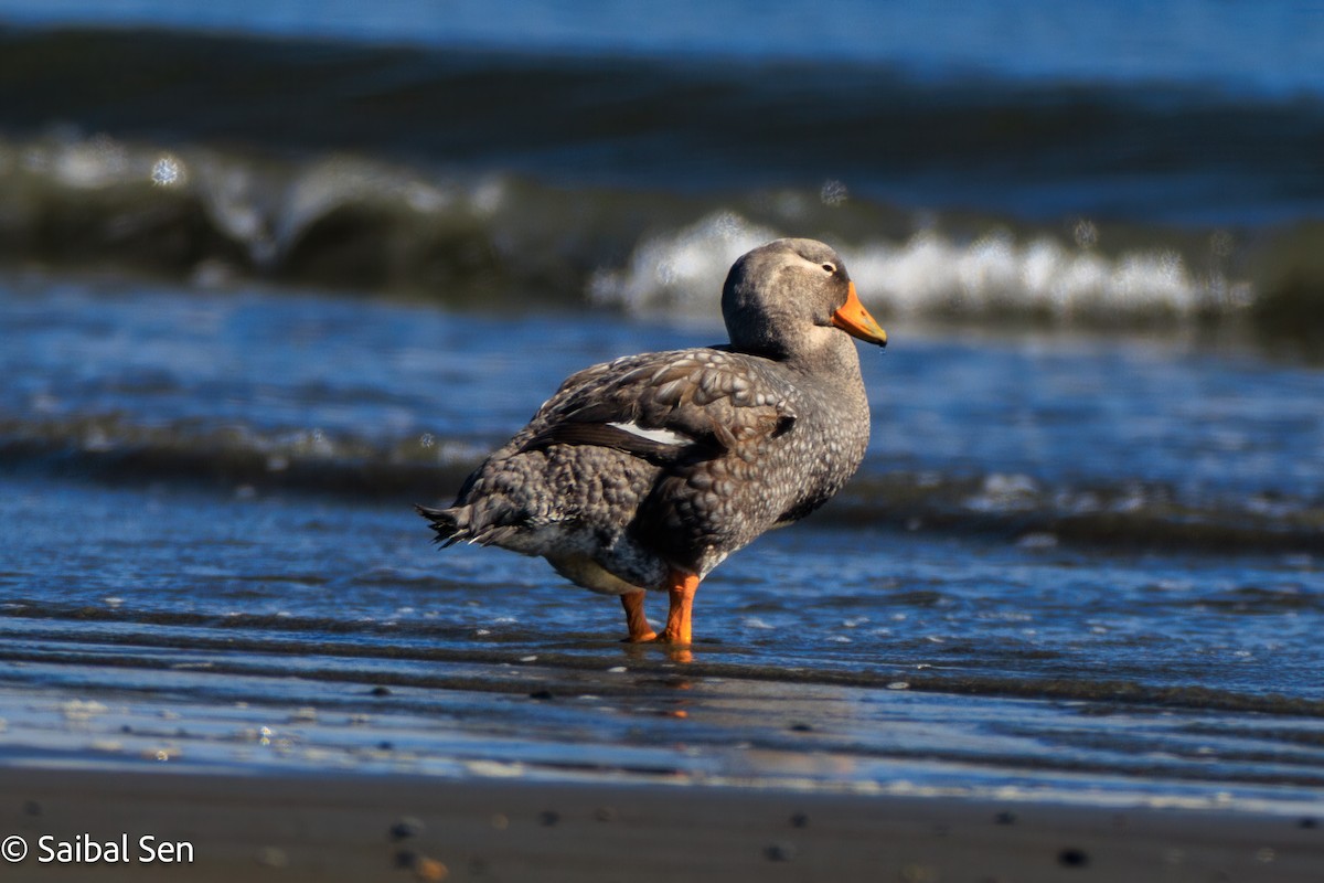 オオフナガモ - ML644268953