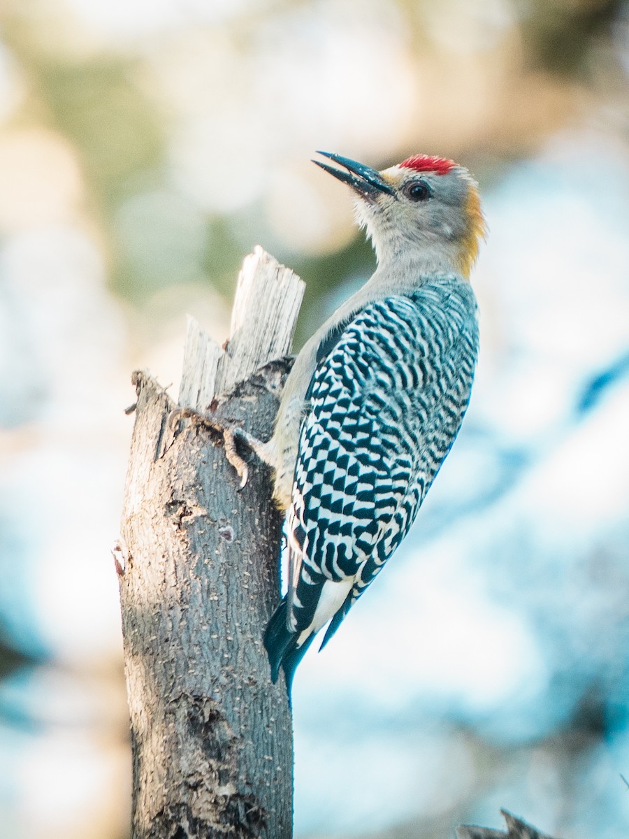 Гіла нікарагуанська - ML644268958