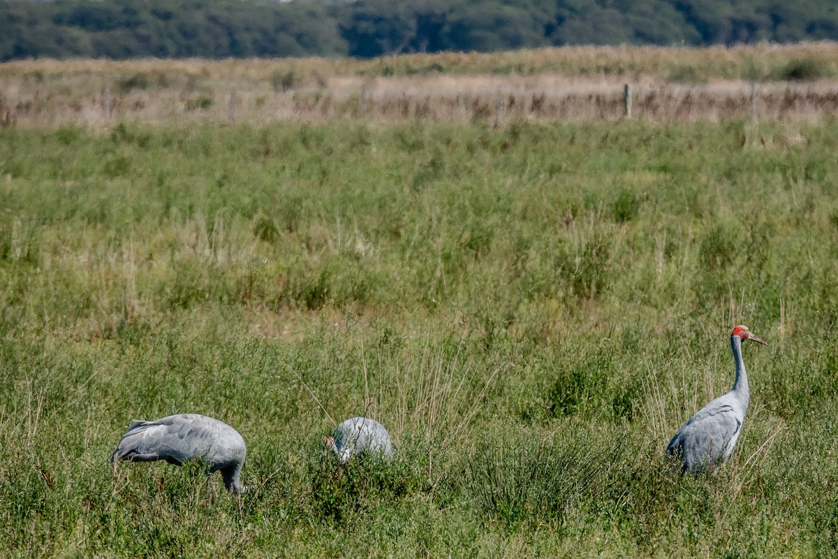 Brolga - ML644268971