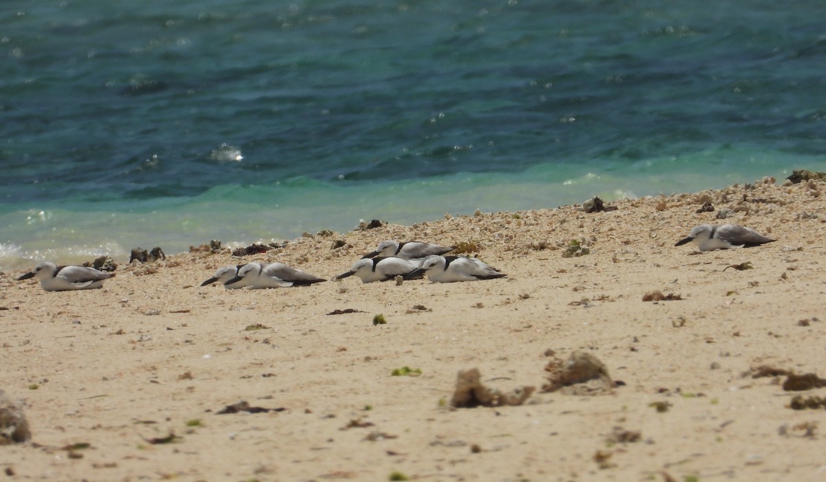 Crab-Plover - ML644268980