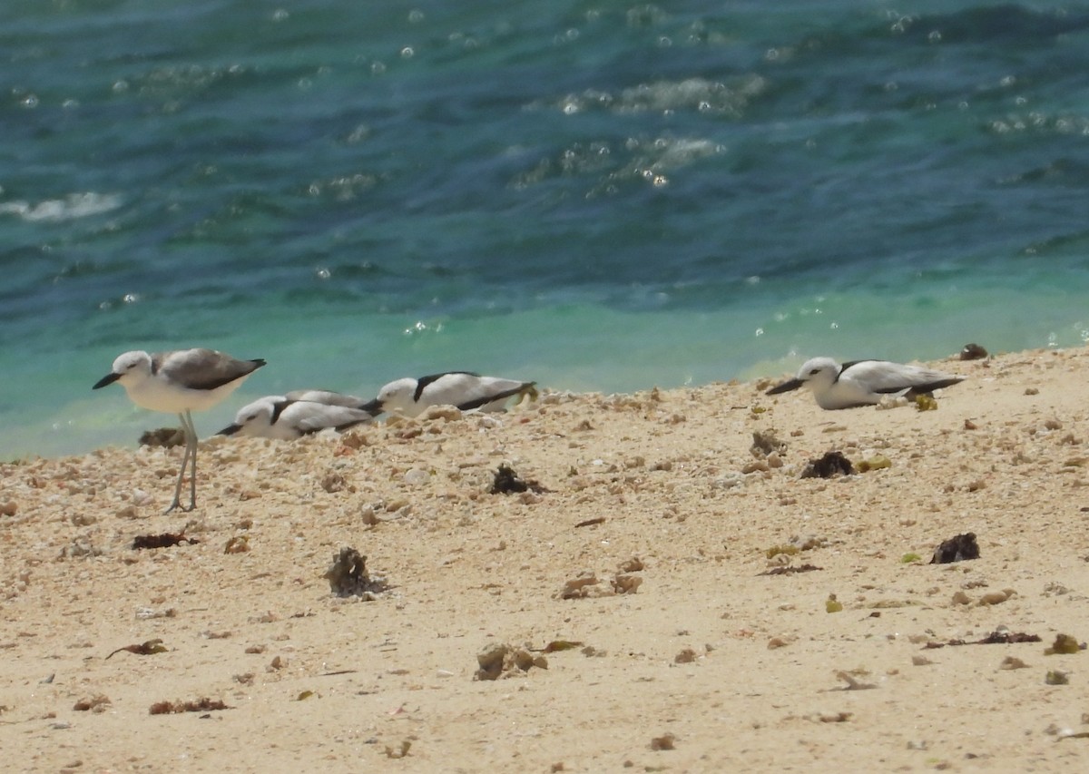 Crab-Plover - ML644268981