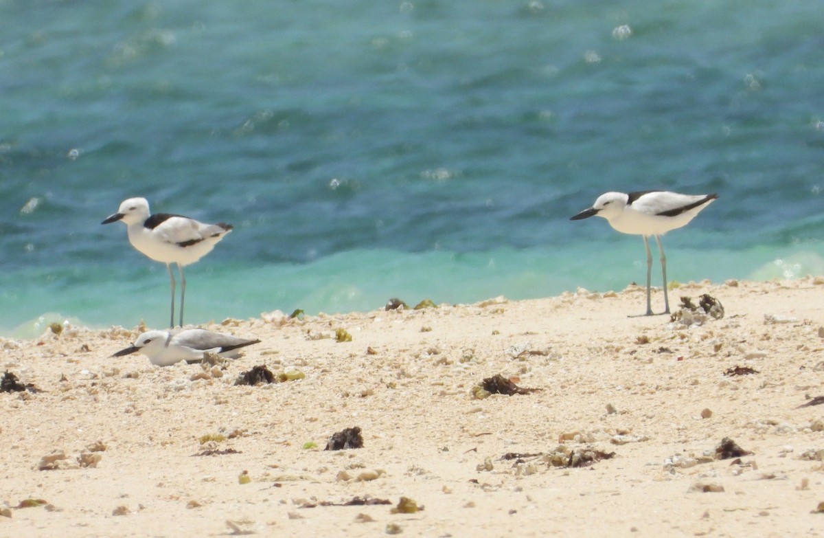 Crab-Plover - ML644268982