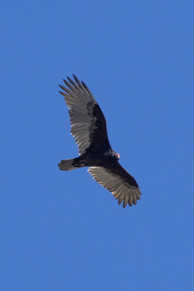 kondor krocanovitý - ML644268991