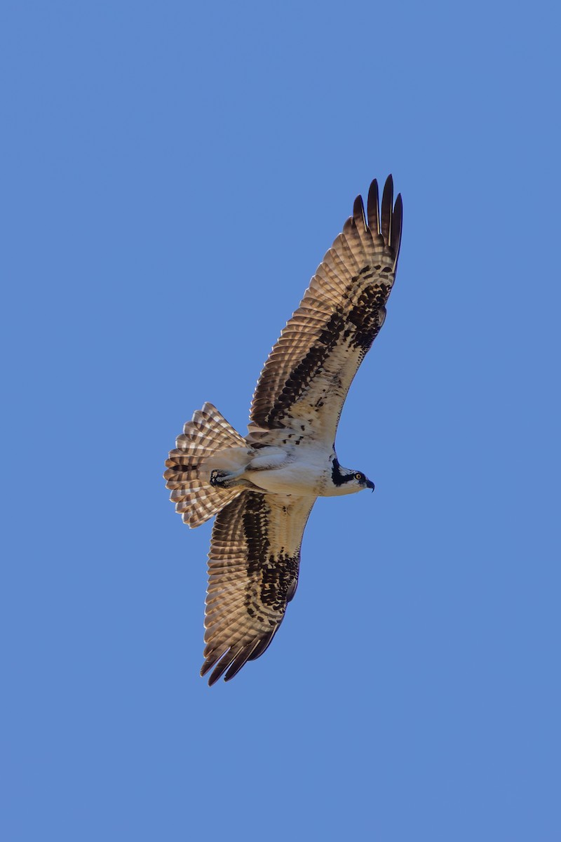 orlovec říční - ML644268995