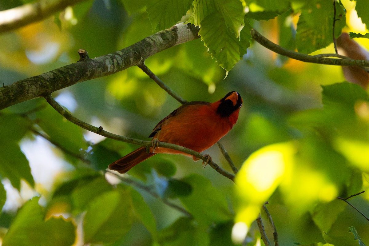 kardinál červený - ML644268998