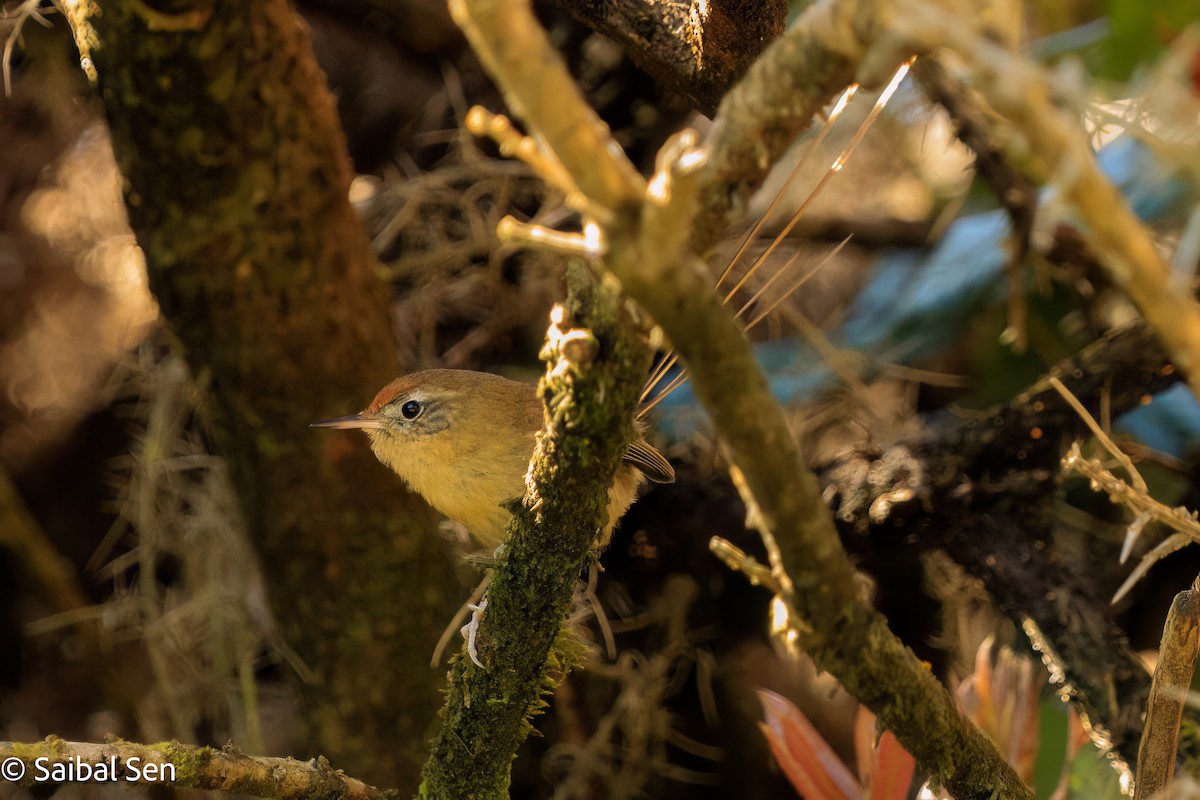 Des Murs's Wiretail - ML644269006